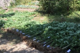 Granična policija BIH zaplijenila 57 kg marihuane