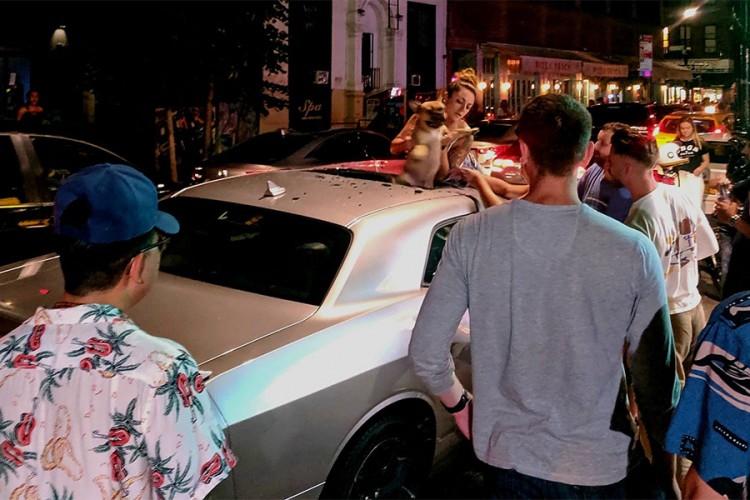 Francuski buldog pao sa šestog sprata na Dodge Challenger i preživio