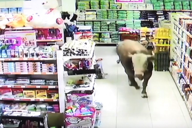 Kurban od 750 kilograma pobjegao u market