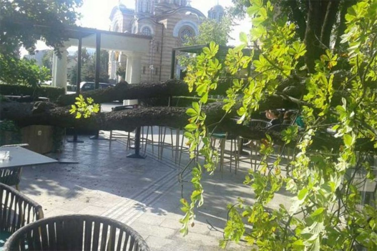 Palo stablo u centru Banjaluke