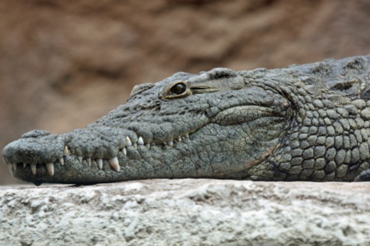 Krokodil na Filipinima pojeo dječaka pred očima brata i sestre