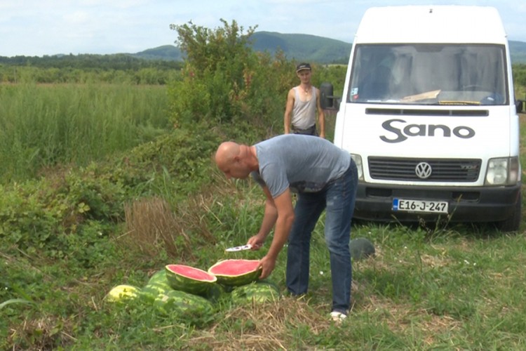 Lubenice i dinje rodile kao nikada do sada