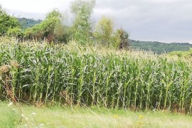 Poginuo u eksploziji na komšijinoj njivi
