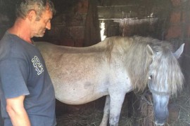 Dobri ljudi Hajiriću kupili konja