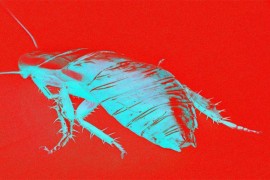 Stižu roboti-insekti za bezbjedniji svijet