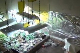 Pronađena laboratorija za uzgoj kanabisa, objavljen snimak akcije