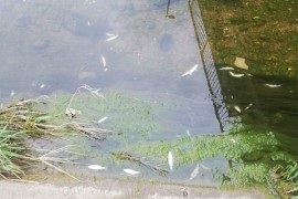 Pomor ribe u Limu zbog povećanog sadržaja nitrita