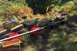 Medvjed uništio pčelinjak sa 70 košnica