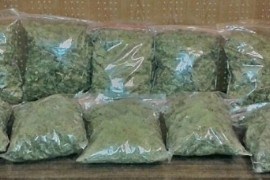 Kod Tuzlaka pronađena marihuana