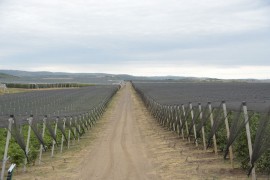 "Delta" širi agrobiznis, moguća ulaganja i u RS