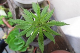 Kanbera legalizovala marihuanu za ličnu upotrebu
