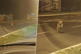 Lisica se prošetala Tuzlom