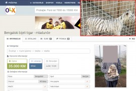 Na "piku" prodaje bengalskog tigra