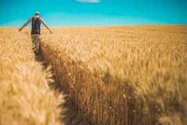 Srbija u problemima: Najplodnija žitnica postaje pustinja?