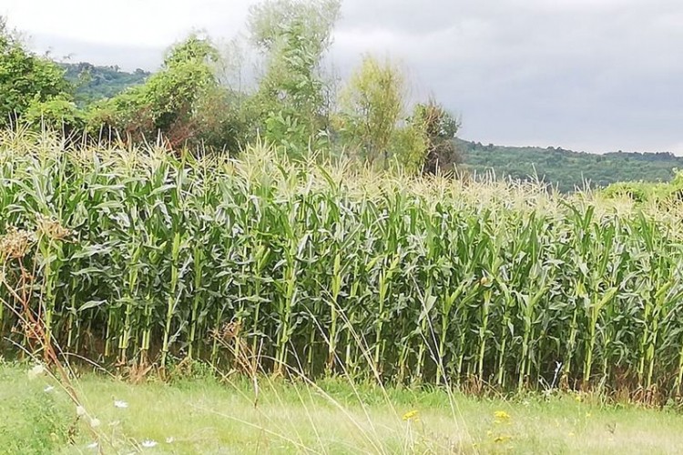 Poginuo u eksploziji na komšijinoj njivi