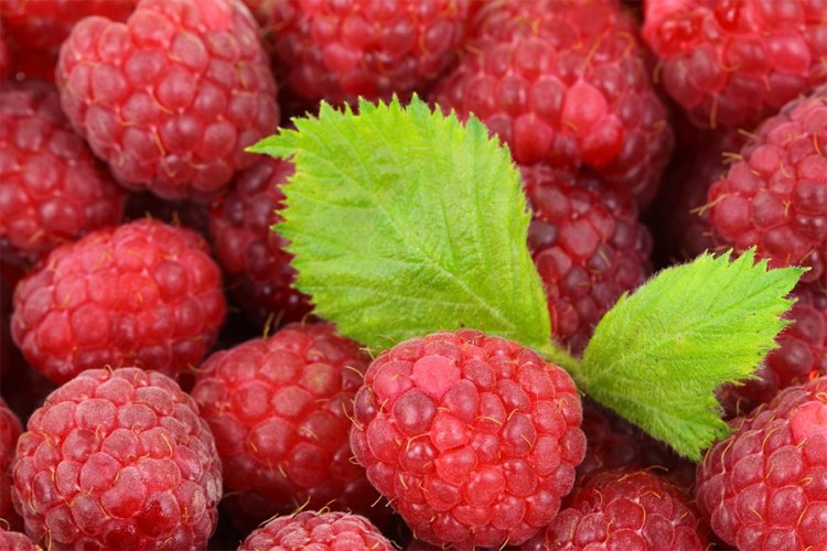 Sezona prošla, još se ne zna cijena maline