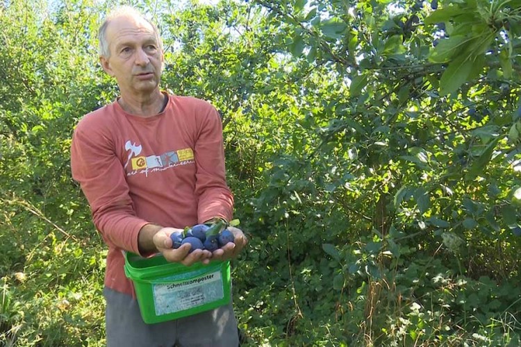 Enes Kobašlić bilježi dobar urod: Vatrom grijao voćke