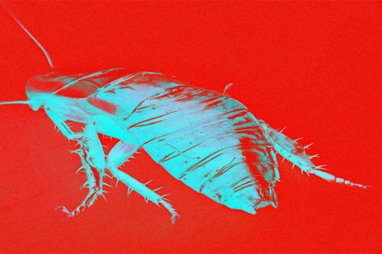 Stižu roboti-insekti za bezbjedniji svijet