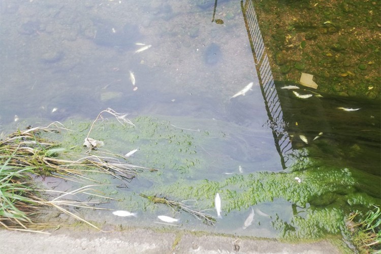 Pomor ribe u Limu zbog povećanog sadržaja nitrita