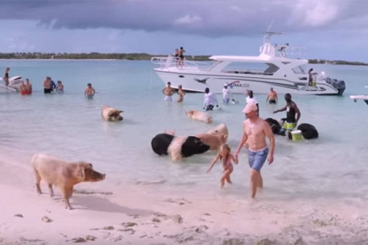 Plaža na kojoj možete plivati sa svinjama