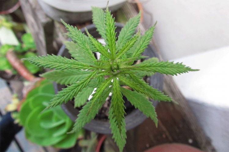 Kanbera legalizovala marihuanu za ličnu upotrebu