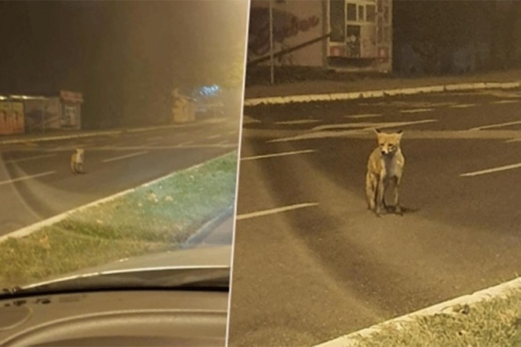 Lisica se prošetala Tuzlom