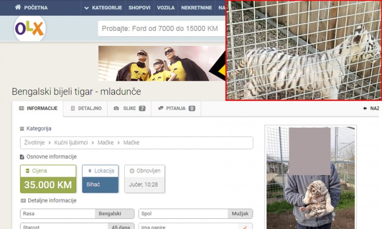 Na "piku" prodaje bengalskog tigra