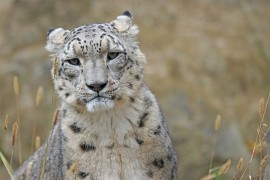 Novi leopard, nova zagonetka: Pronađite životinju na fotografiji
