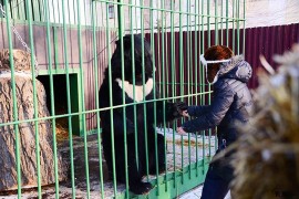 Medvjed joj otkinuo nogu, ali ona traži da ga poštede