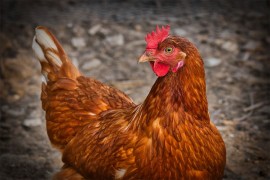 Učenici otrovani salmonelom, zaražene kokoške plutale rijekom