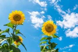 Natprosječne temperature u BiH do 21. oktobra