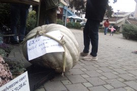Penzioner uzgojio bundevu od 68 kilograma