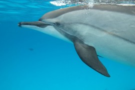 U Puli pronađen unakažen delfin