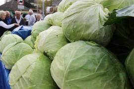 Od hektara kupusa zaradi se 10.000 evra, ali samo ako zasadite i krompir