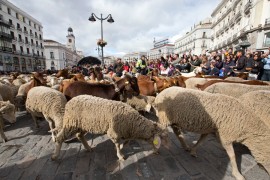 Stada ovaca preplavila ulice Madrida