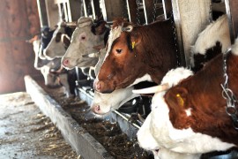 Dok izvoz stoji, farmerima dogorijeva do nokata