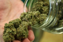 U Bijeljini zaplijenjeno više od 11 kilograma marihuane