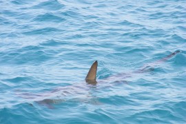 Ajkula izujedala turiste u Australiji