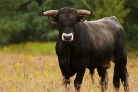 U potragu za bikom Džerijem uključuje se i dron