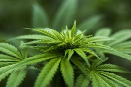 Maloljetnik u oklopu telefona krio marihuanu