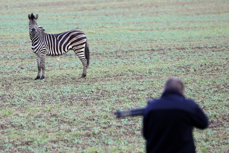 Zebra pobjegla iz cirkusa, napravila haos na autoputu