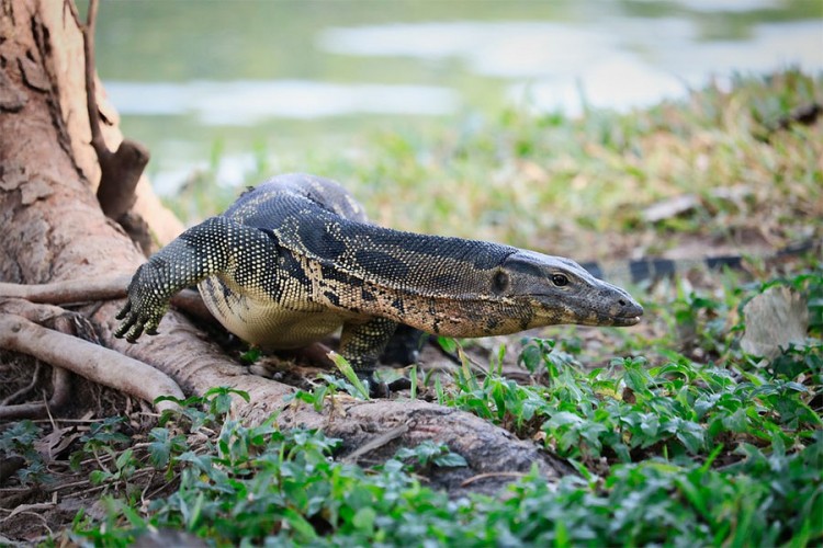 Turisti će plaćati 1.000 dolara da vide zmajeve na Komodu