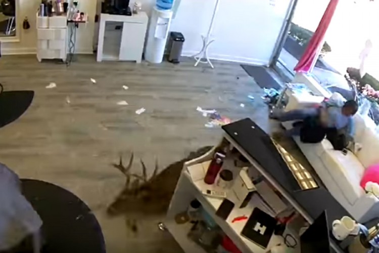 Jelen kroz izlog uskočio u frizerski salon