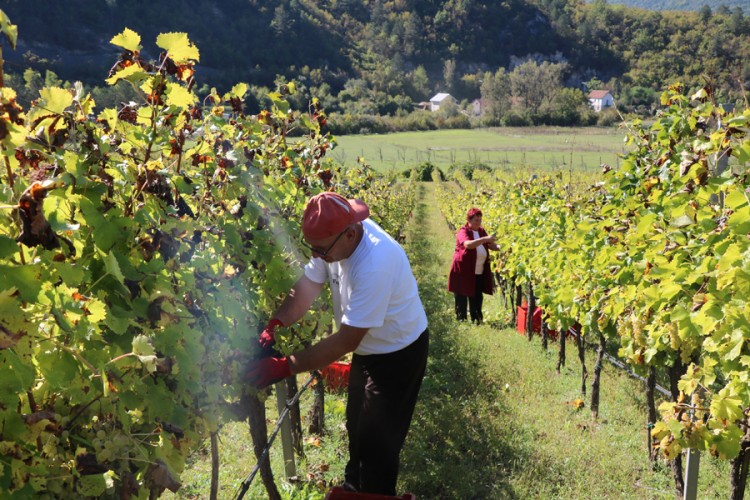 "Podrumi Vukoje 1982" obilježili berbu: Odlični grozdovi za još bolja vina