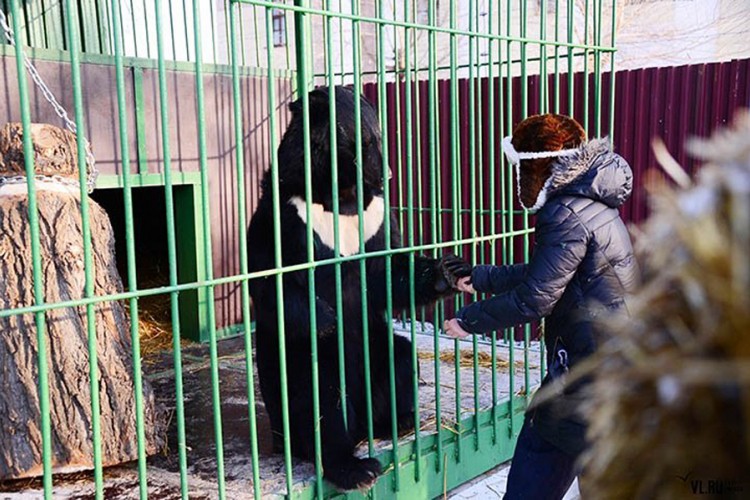 Medvjed joj otkinuo nogu, ali ona traži da ga poštede