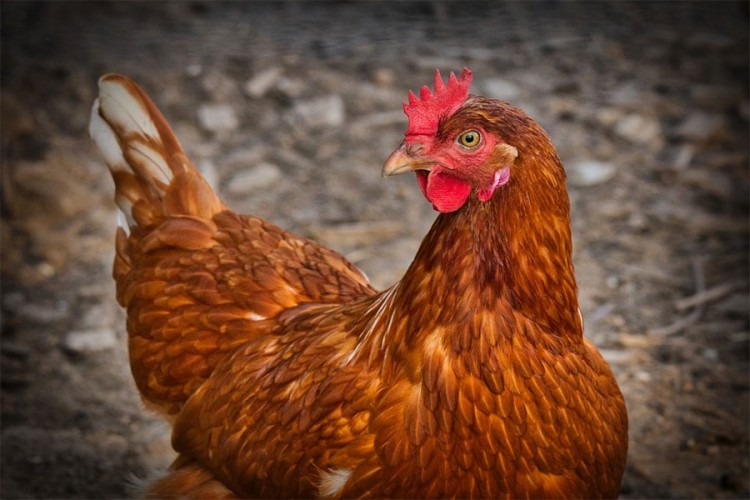 Učenici otrovani salmonelom, zaražene kokoške plutale rijekom