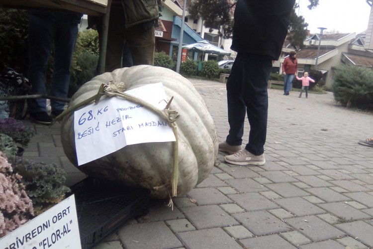 Penzioner uzgojio bundevu od 68 kilograma