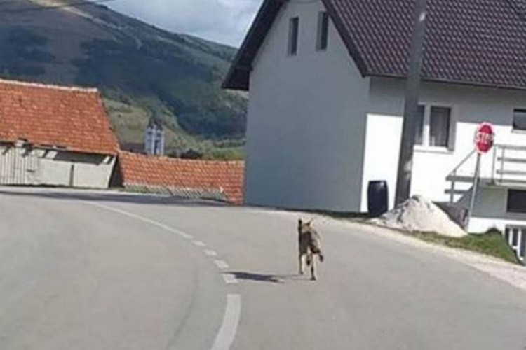 Mještani kupreških sela u strahu od medvjeda i vukova