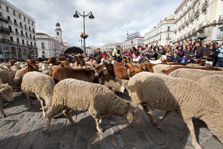 Stada ovaca preplavila ulice Madrida