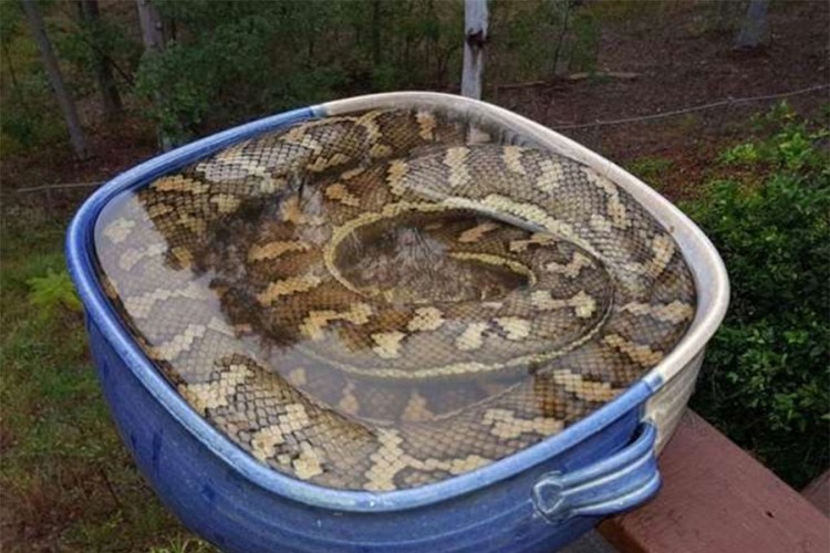 Porodica postavila fontanu za ptice u dvorištu, došao piton